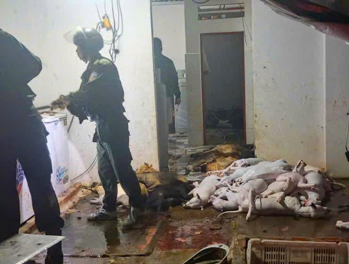 Đường d&acirc;y trộm v&agrave; giết mổ ch&oacute; quy m&ocirc; lớn tại T&acirc;y Ninh bị triệt ph&aacute; - Ảnh 1.