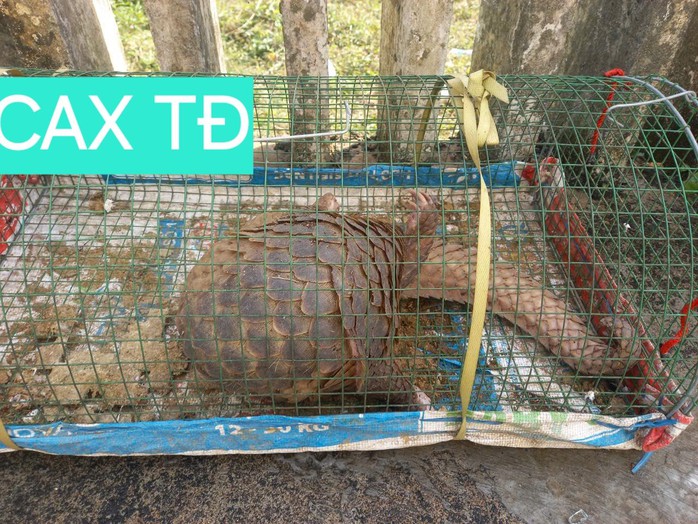 Đà Nẵng: Người đàn ông bất ngờ phát hiện tê tê qúy hiếm nặng 5 kg trong lồng bắt cua - Ảnh 1. Đà Nẵng: Người đàn ông bất ngờ phát hiện tê tê qúy hiếm nặng 5 kg trong lồng bắt cua - Ảnh 1.