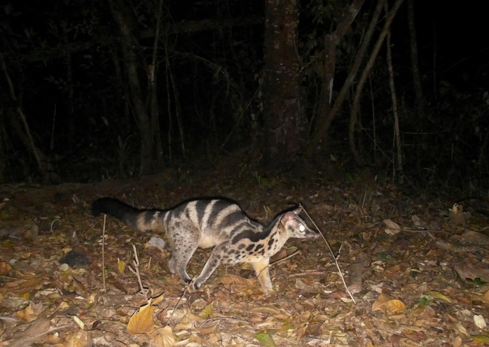 Ngắm vẽ đẹp hoang sơ, kỳ vĩ tại Vườn quốc gia Vũ Quang - Ảnh 9.