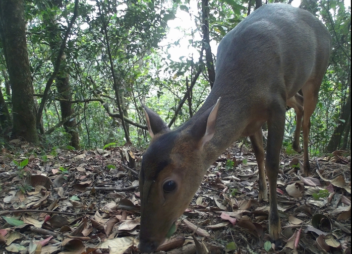 Ngắm vẽ đẹp hoang sơ, kỳ vĩ tại Vườn quốc gia Vũ Quang - Ảnh 10.