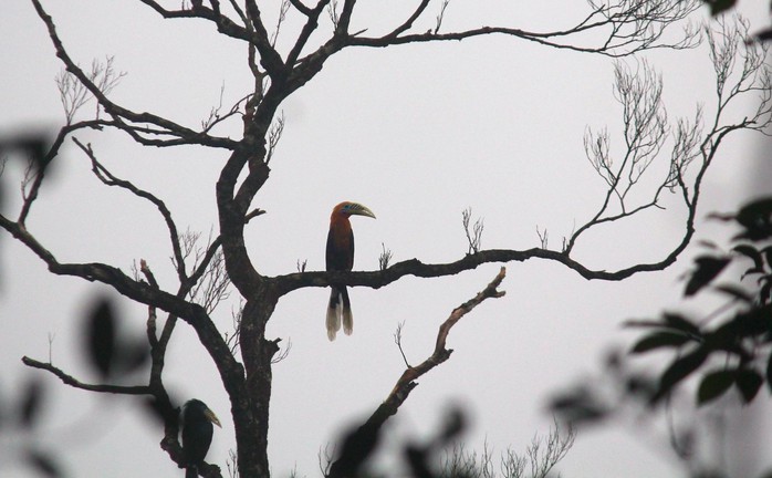 Ngắm vẽ đẹp hoang sơ, kỳ vĩ tại Vườn quốc gia Vũ Quang - Ảnh 2.