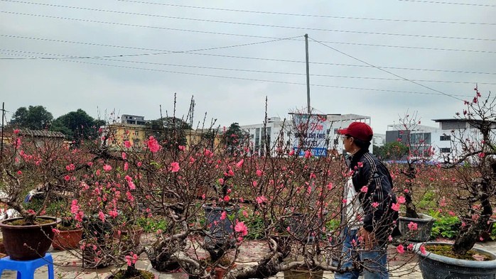 Hoa đ&agrave;o Tết nở sớm nhưng sức mua giảm , tiểu thương lo lắng - Ảnh 5.