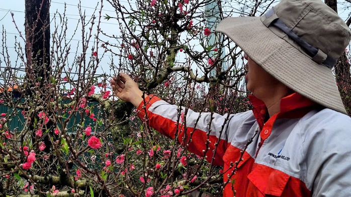 Hoa đ&agrave;o Tết nở sớm nhưng sức mua giảm , tiểu thương lo lắng - Ảnh 1.