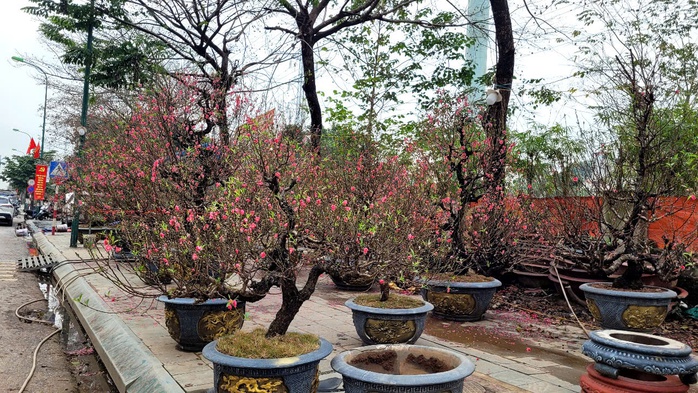 Hoa đ&agrave;o Tết nở sớm nhưng sức mua giảm , tiểu thương lo lắng - Ảnh 4.