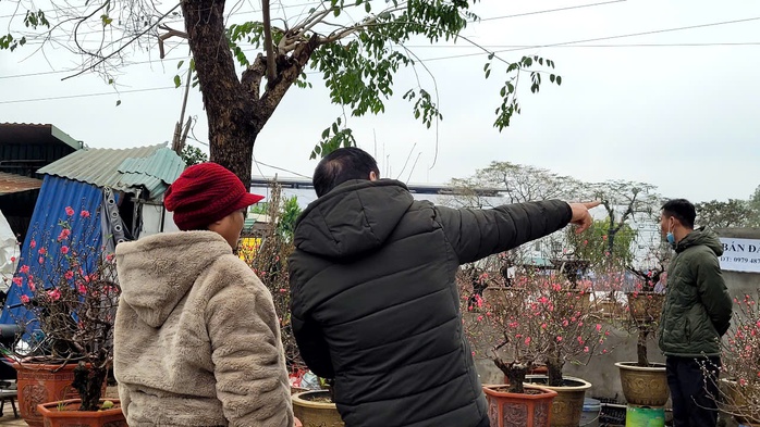 Hoa đ&agrave;o Tết nở sớm nhưng sức mua giảm , tiểu thương lo lắng - Ảnh 3.