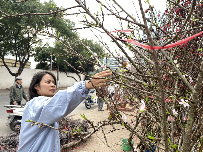 Hoa đ&agrave;o Tết nở sớm nhưng sức mua giảm , tiểu thương lo lắng - Ảnh 2.