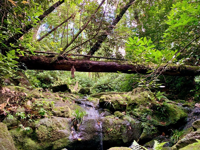 Ngắm vẽ đẹp hoang sơ, kỳ vĩ tại Vườn quốc gia Vũ Quang - Ảnh 20.