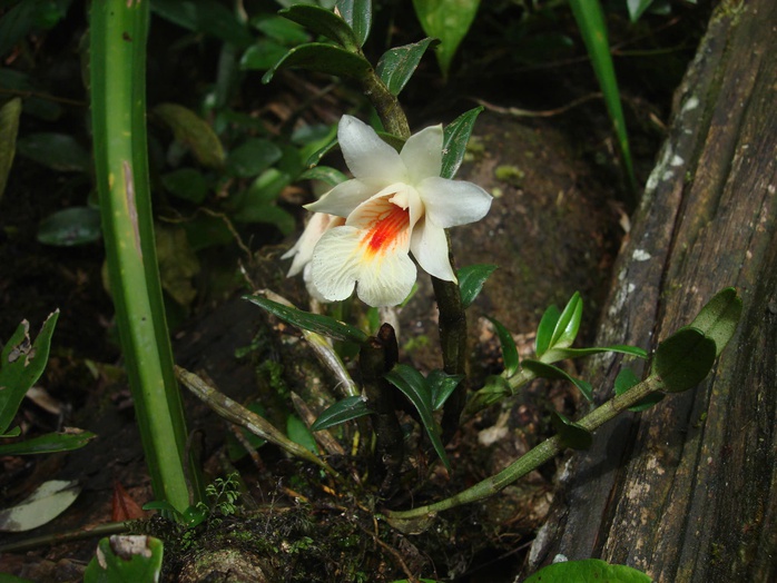 Ngắm vẽ đẹp hoang sơ, kỳ vĩ tại Vườn quốc gia Vũ Quang - Ảnh 22.