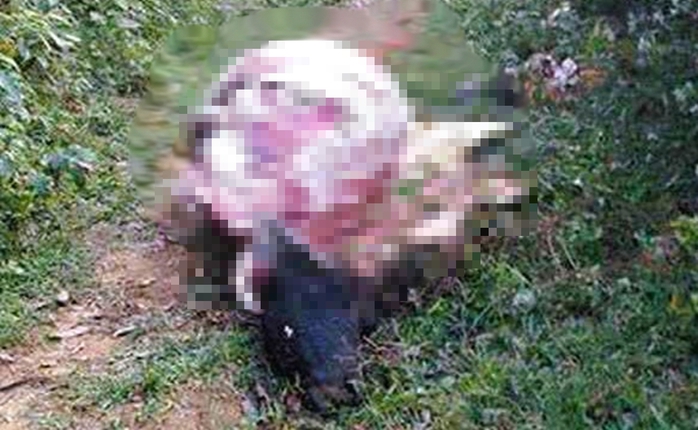 Thiếu tiền ti&ecirc;u Tết, 2 thanh ni&ecirc;n trộm tr&acirc;u của d&acirc;n xẻ thịt mang b&aacute;n - Ảnh 2.