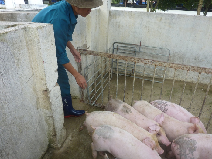 Gi&aacute; heo hơi h&ocirc;m nay 24 th&aacute;ng Chạp 2026: Cận Tết giảm mạnh - Ảnh 1.