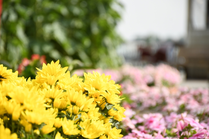 Linh vật ngựa m&atilde; đ&aacute;o th&agrave;nh c&ocirc;ng đ&oacute;n Xu&acirc;n 2026 ven s&ocirc;ng Đồng Nai - Ảnh 15.