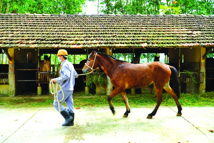 130 năm nuôi ngựa cứu người - Ảnh 3.
