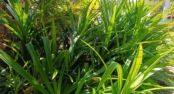 - Ảnh 11. - Ảnh 11.