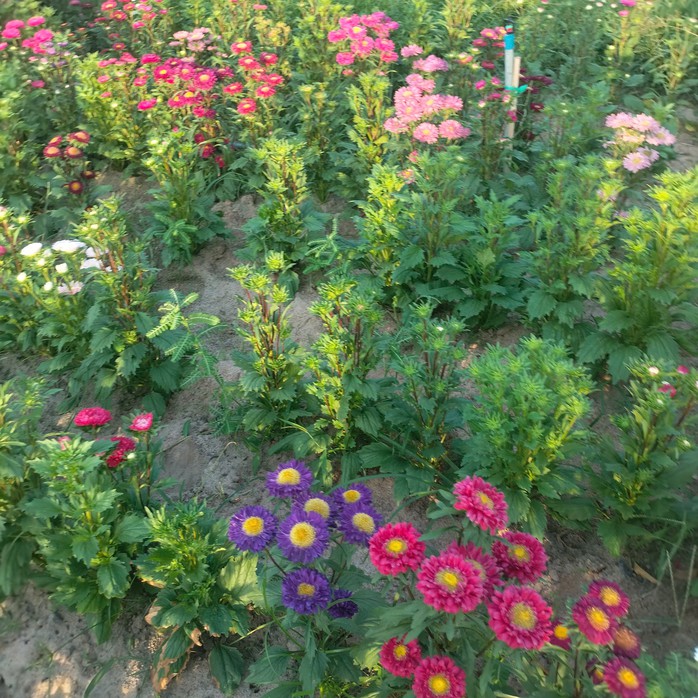 Cuộc thi &ldquo;Tết xanh&rdquo;: Giữ Tết xanh trong từng nếp sống - Ảnh 4.