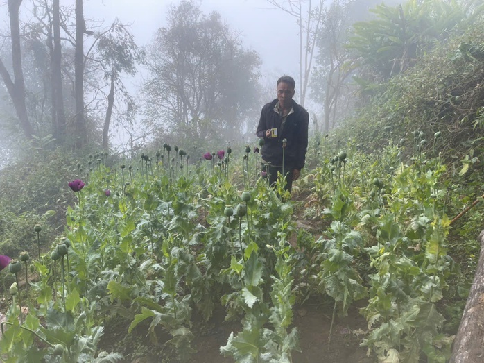 Trồng 346 c&acirc;y thuốc phiện l&agrave;m thuốc &ldquo;chữa bệnh cho lợn, g&agrave;&rdquo; - Ảnh 2.
