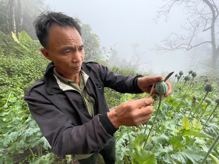 Trồng 346 c&acirc;y thuốc phiện l&agrave;m thuốc &ldquo;chữa bệnh cho lợn, g&agrave;&rdquo; - Ảnh 1.