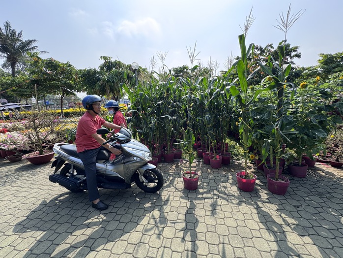 Kh&aacute;m ph&aacute; c&aacute;c lọai hoa kiểng lạ tại chợ hoa Tết 2026 ở TP HCM - Ảnh 10.
