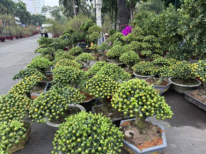 Kh&aacute;m ph&aacute; c&aacute;c lọai hoa kiểng lạ tại chợ hoa Tết 2026 ở TP HCM - Ảnh 5.