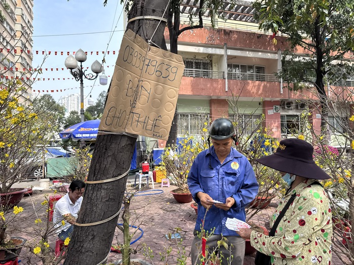 Dịch vụ cho thu&ecirc; mai Tết 2026 gặp kh&oacute; khăn v&igrave; cạnh tranh mai gi&aacute; rẻ - Ảnh 1.