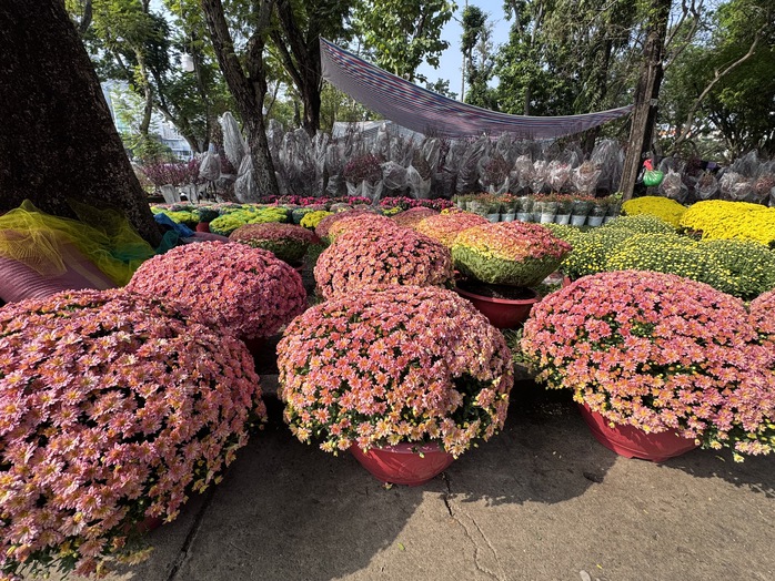 Kh&aacute;m ph&aacute; c&aacute;c lọai hoa kiểng lạ tại chợ hoa Tết 2026 ở TP HCM - Ảnh 12.