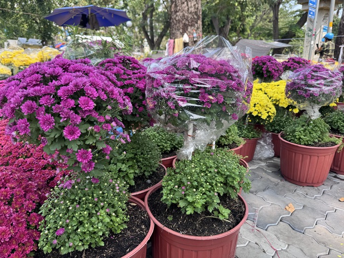 Kh&aacute;m ph&aacute; c&aacute;c lọai hoa kiểng lạ tại chợ hoa Tết 2026 ở TP HCM - Ảnh 4.