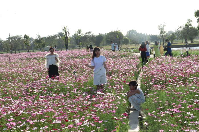 VIDEO: C&aacute;nh đồng hoa sao nh&aacute;i tuyệt đẹp ở C&agrave; Mau - Ảnh 11.