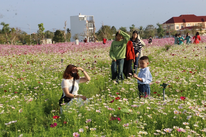 VIDEO: C&aacute;nh đồng hoa sao nh&aacute;i tuyệt đẹp ở C&agrave; Mau - Ảnh 12.