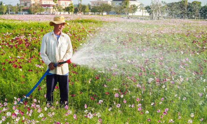 VIDEO: C&aacute;nh đồng hoa sao nh&aacute;i tuyệt đẹp ở C&agrave; Mau - Ảnh 2.