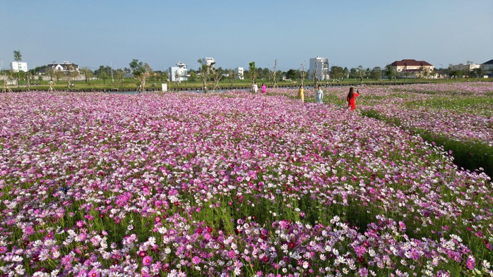 VIDEO: C&aacute;nh đồng hoa sao nh&aacute;i tuyệt đẹp ở C&agrave; Mau - Ảnh 1.