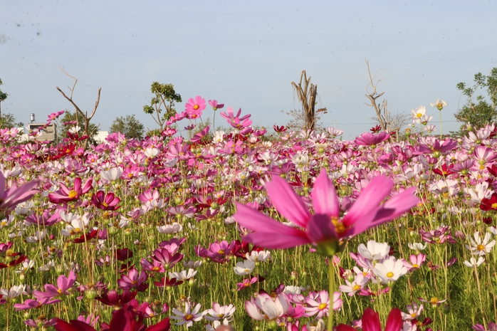 VIDEO: C&aacute;nh đồng hoa sao nh&aacute;i tuyệt đẹp ở C&agrave; Mau - Ảnh 4.