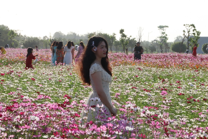 VIDEO: C&aacute;nh đồng hoa sao nh&aacute;i tuyệt đẹp ở C&agrave; Mau - Ảnh 5.