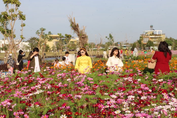 VIDEO: C&aacute;nh đồng hoa sao nh&aacute;i tuyệt đẹp ở C&agrave; Mau - Ảnh 7.