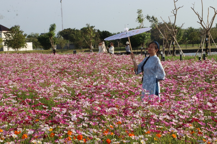 VIDEO: C&aacute;nh đồng hoa sao nh&aacute;i tuyệt đẹp ở C&agrave; Mau - Ảnh 8.