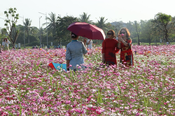 VIDEO: C&aacute;nh đồng hoa sao nh&aacute;i tuyệt đẹp ở C&agrave; Mau - Ảnh 10.