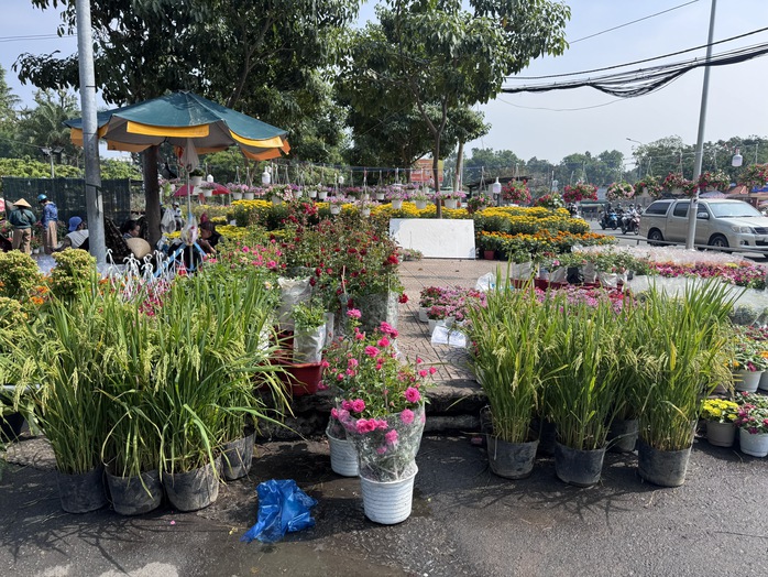 Kh&aacute;m ph&aacute; c&aacute;c lọai hoa kiểng lạ tại chợ hoa Tết 2026 ở TP HCM - Ảnh 11.