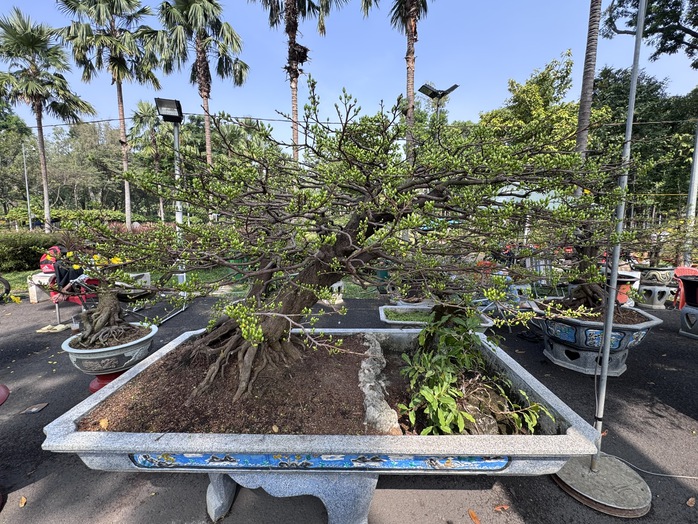 Kh&aacute;m ph&aacute; c&aacute;c lọai hoa kiểng lạ tại chợ hoa Tết 2026 ở TP HCM - Ảnh 8.