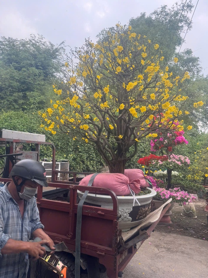 Dịch vụ cho thu&ecirc; mai Tết 2026 gặp kh&oacute; khăn v&igrave; cạnh tranh mai gi&aacute; rẻ - Ảnh 2.