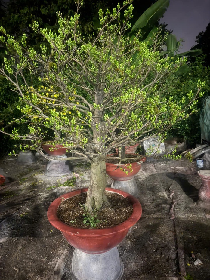 Dịch vụ cho thu&ecirc; mai Tết 2026 gặp kh&oacute; khăn v&igrave; cạnh tranh mai gi&aacute; rẻ - Ảnh 3.