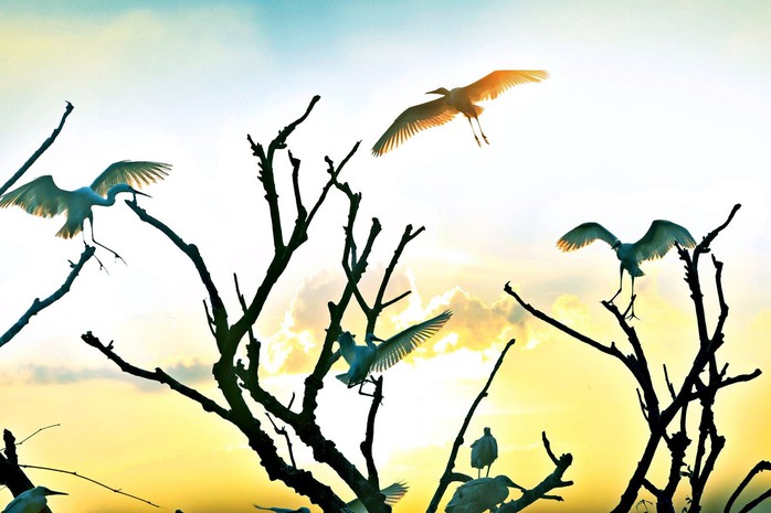 Kỳ b&iacute; đảo C&ograve; Hải Dương &ndash; "vương quốc" của hơn 20.000 chim trời - Ảnh 2.