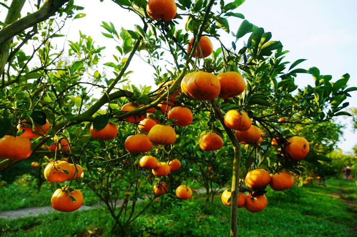 Nhà vườn tất bật thu hoạch quýt hồng ngày cuối để đón Tết - Ảnh 3. Nhà vườn tất bật thu hoạch quýt hồng ngày cuối để đón Tết - Ảnh 3.