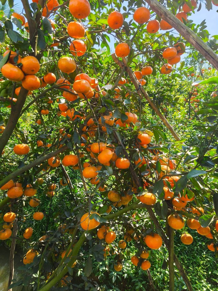 Nhà vườn tất bật thu hoạch quýt hồng ngày cuối để đón Tết - Ảnh 1. Nhà vườn tất bật thu hoạch quýt hồng ngày cuối để đón Tết - Ảnh 1.