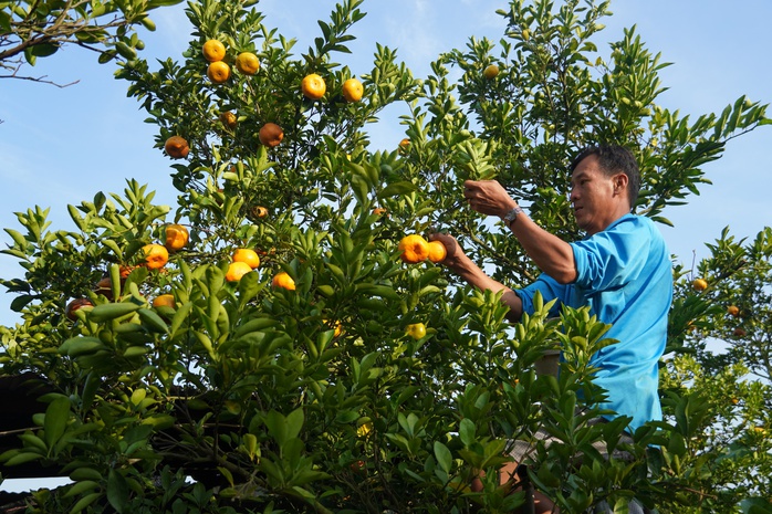 Nhà vườn tất bật thu hoạch quýt hồng ngày cuối để đón Tết - Ảnh 7. Nhà vườn tất bật thu hoạch quýt hồng ngày cuối để đón Tết - Ảnh 7.
