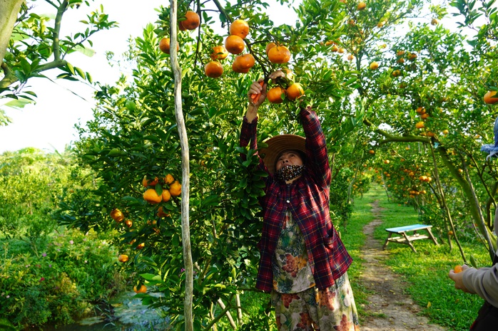 Nhà vườn tất bật thu hoạch quýt hồng ngày cuối để đón Tết - Ảnh 4. Nhà vườn tất bật thu hoạch quýt hồng ngày cuối để đón Tết - Ảnh 4.