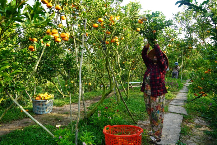 Nhà vườn tất bật thu hoạch quýt hồng ngày cuối để đón Tết - Ảnh 5. Nhà vườn tất bật thu hoạch quýt hồng ngày cuối để đón Tết - Ảnh 5.