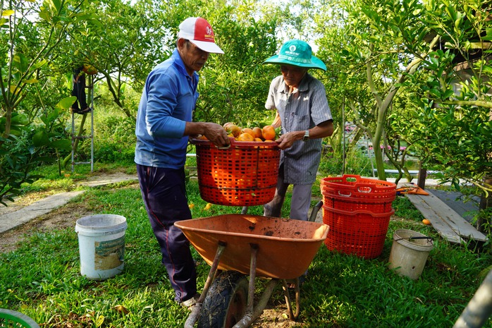 Nhà vườn tất bật thu hoạch quýt hồng ngày cuối để đón Tết - Ảnh 6. Nhà vườn tất bật thu hoạch quýt hồng ngày cuối để đón Tết - Ảnh 6.