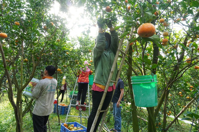 Nhà vườn tất bật thu hoạch quýt hồng ngày cuối để đón Tết - Ảnh 8. Nhà vườn tất bật thu hoạch quýt hồng ngày cuối để đón Tết - Ảnh 8.
