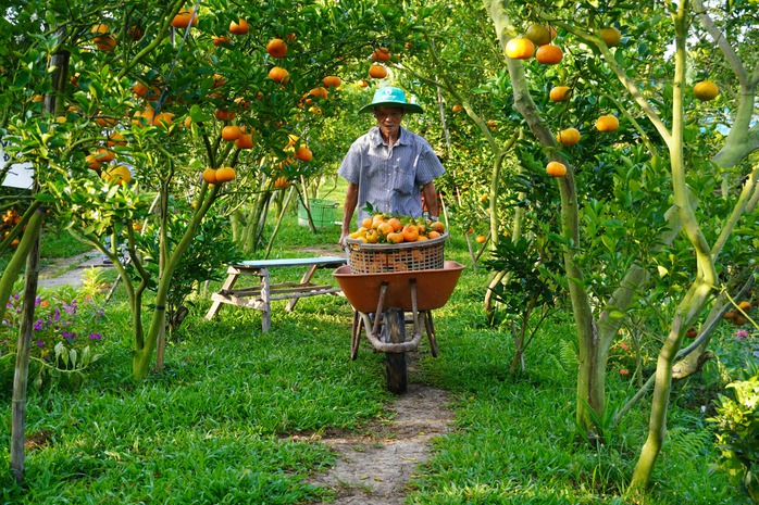 Nhà vườn tất bật thu hoạch quýt hồng ngày cuối để đón Tết - Ảnh 12. Nhà vườn tất bật thu hoạch quýt hồng ngày cuối để đón Tết - Ảnh 12.