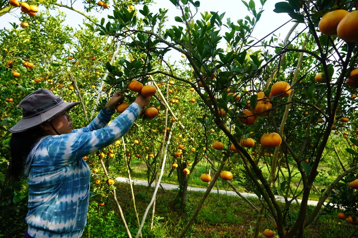 Nhà vườn tất bật thu hoạch quýt hồng ngày cuối để đón Tết - Ảnh 10. Nhà vườn tất bật thu hoạch quýt hồng ngày cuối để đón Tết - Ảnh 10.