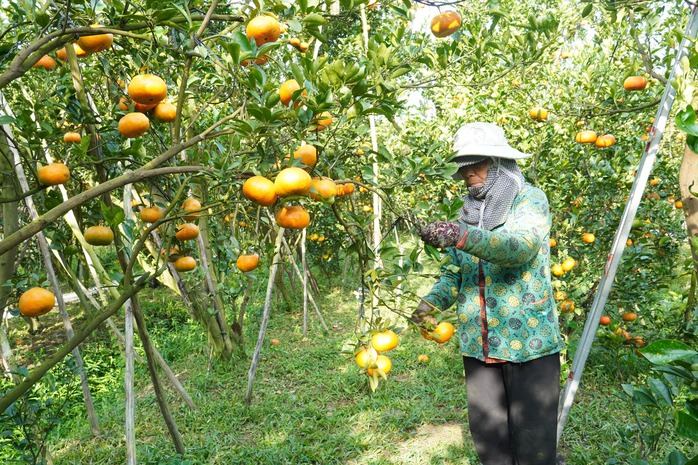 Nhà vườn tất bật thu hoạch quýt hồng ngày cuối để đón Tết - Ảnh 9. Nhà vườn tất bật thu hoạch quýt hồng ngày cuối để đón Tết - Ảnh 9.