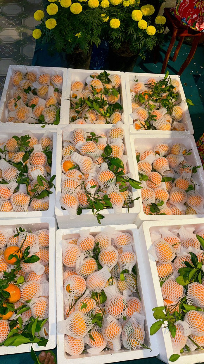 Nhà vườn tất bật thu hoạch quýt hồng ngày cuối để đón Tết - Ảnh 16. Nhà vườn tất bật thu hoạch quýt hồng ngày cuối để đón Tết - Ảnh 16.